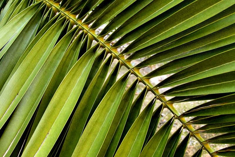 Coconut palm frond