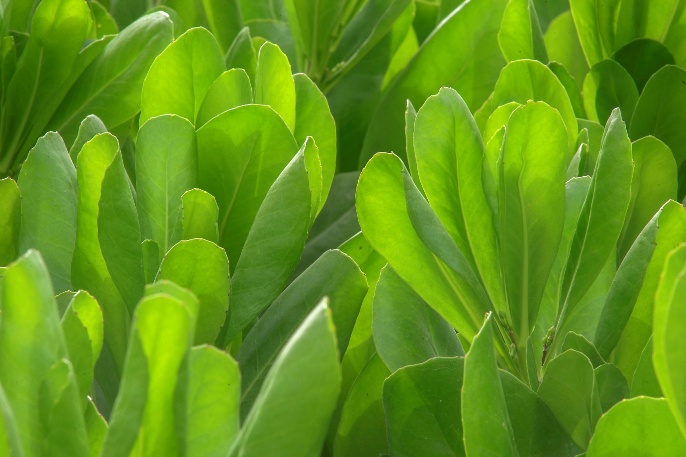 Magoo screwpine plant clusters