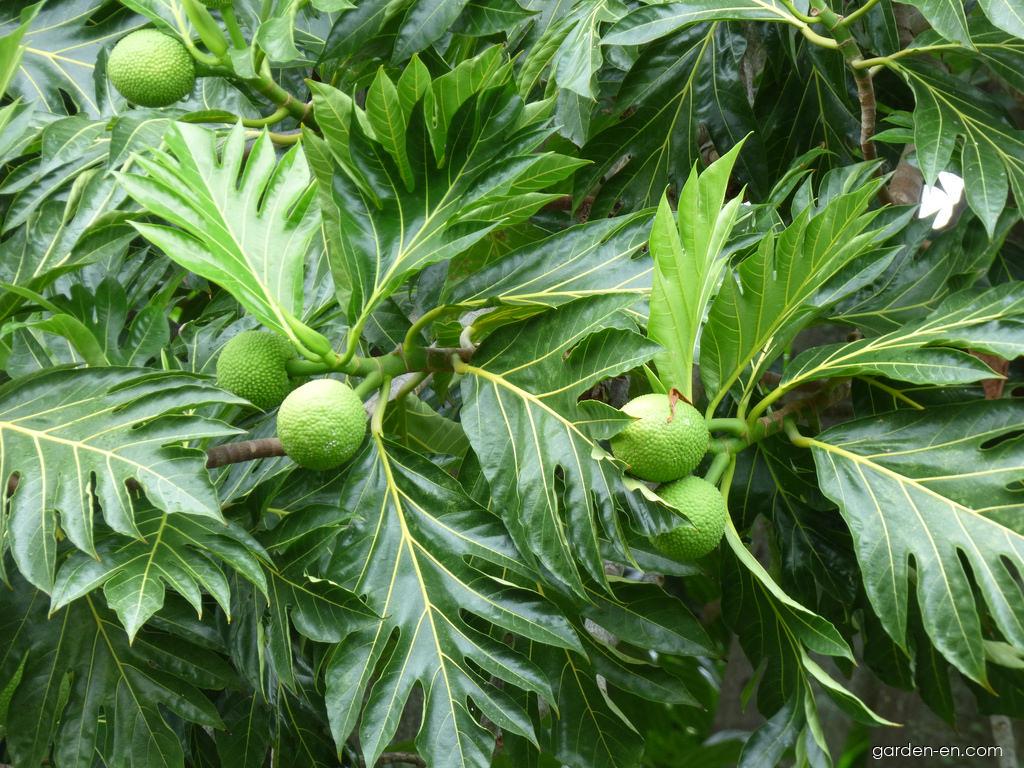 Breadfruit tree