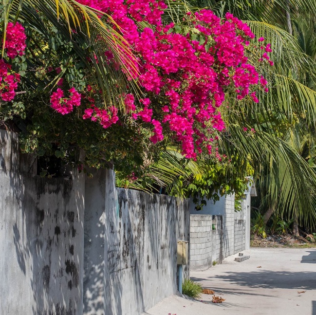 Pink bougainvillea cascading over a wall